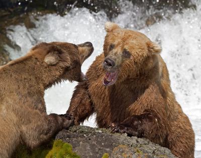 Bears in the Wild