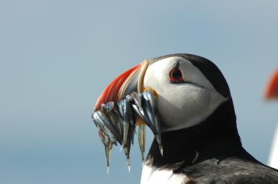 Puffin with Fish