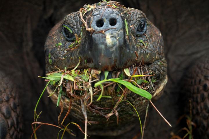 The Feeding Habits of Galapagos Tortoises